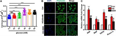 Berberine Ameliorates High Glucose-Induced Cardiomyocyte Injury via AMPK Signaling Activation to Stimulate Mitochondrial Biogenesis and Restore Autophagic Flux